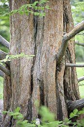 开放世界Roguelite《渡鸦之境》16分钟实机展示